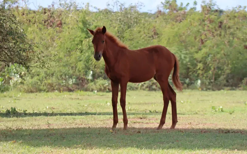 Horse foal in the shade of a tree.