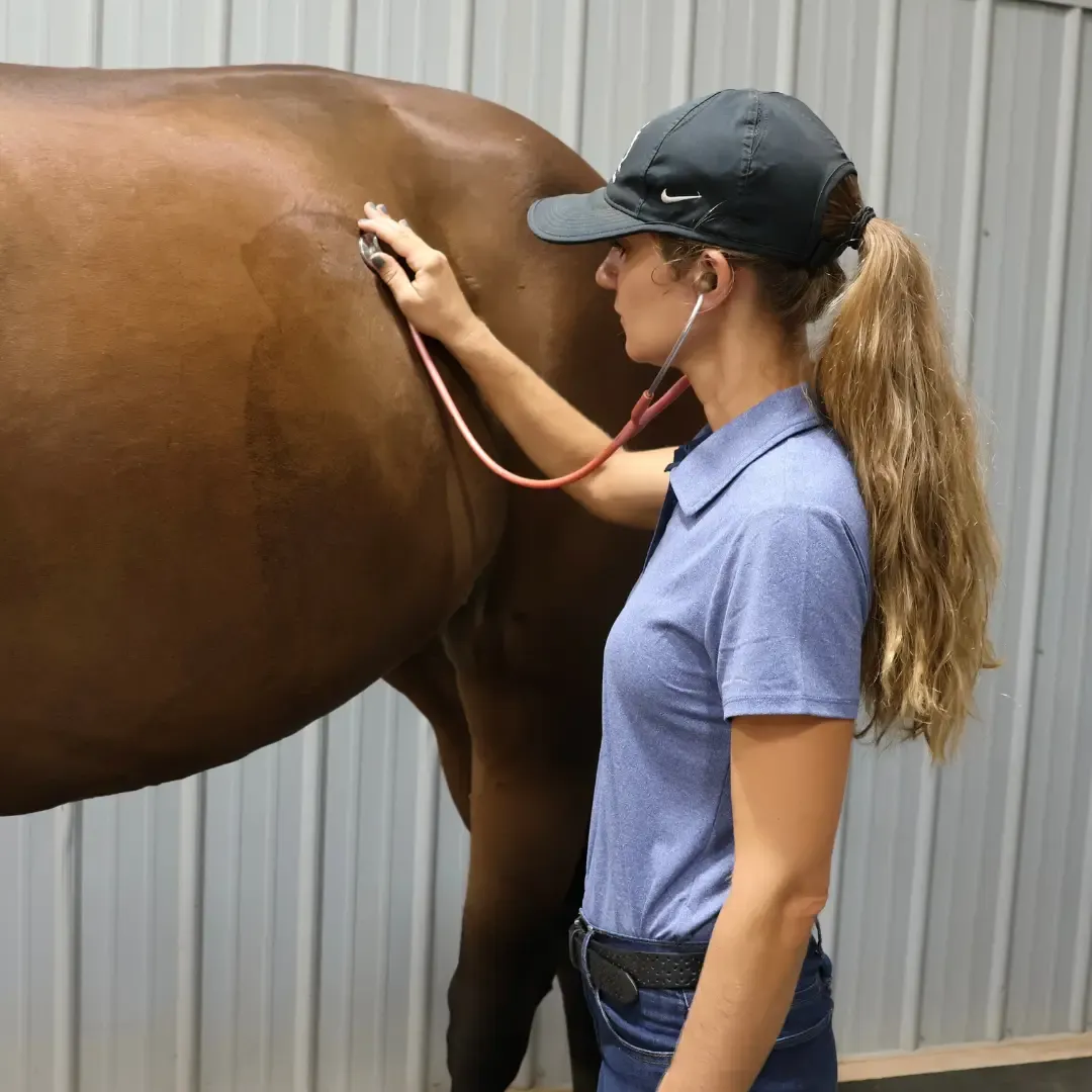 Vet appointment at Full Circle Equine.