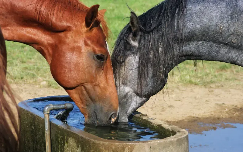 Horses drinking water from a trough.